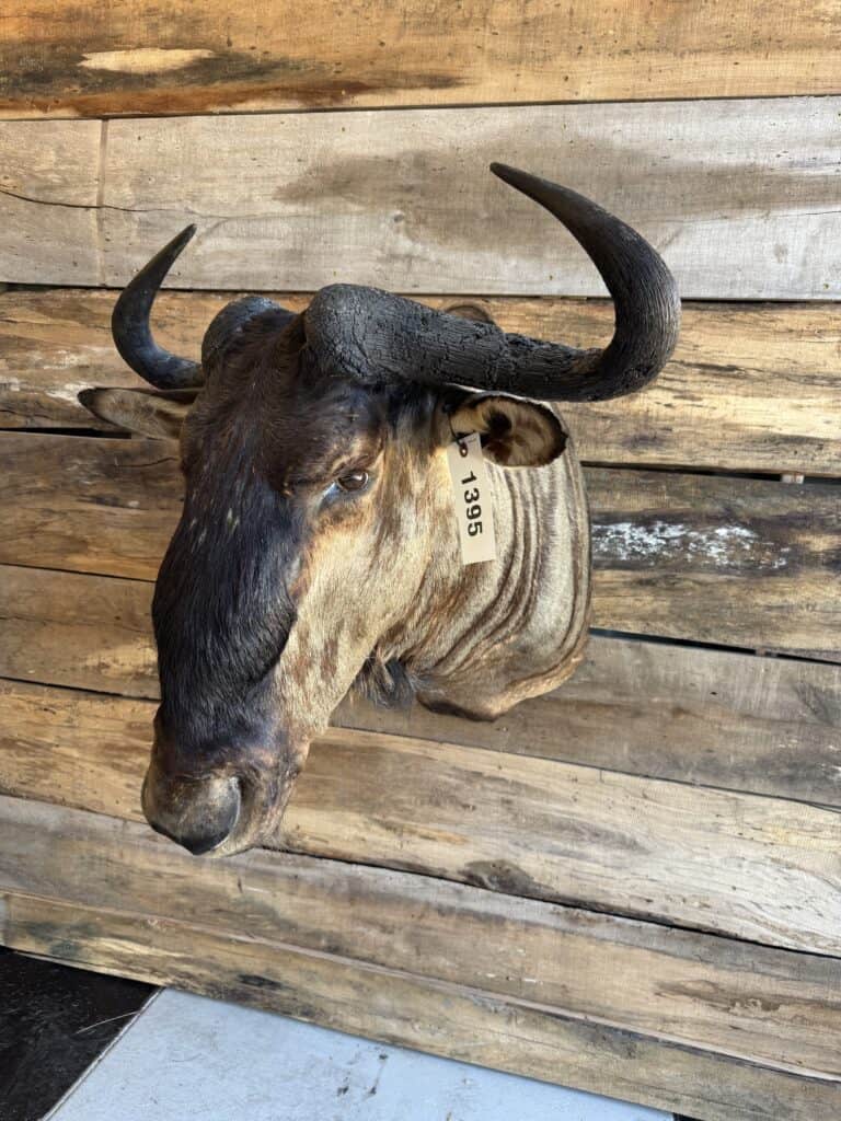 Mounted buffalo head taxidermy with horns on wooden wall.