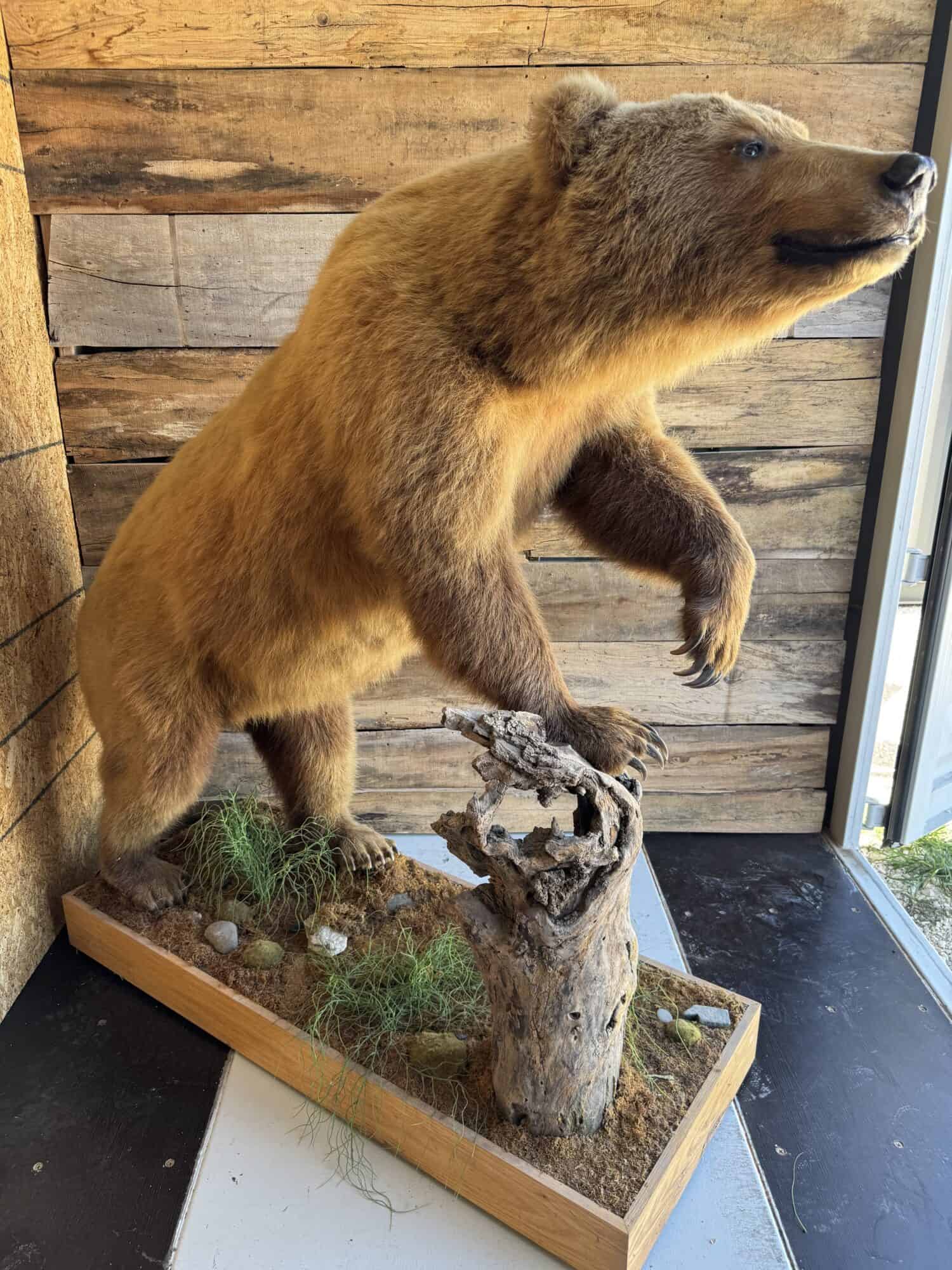 Realistic taxidermy bear mounted on a wooden base for auction.