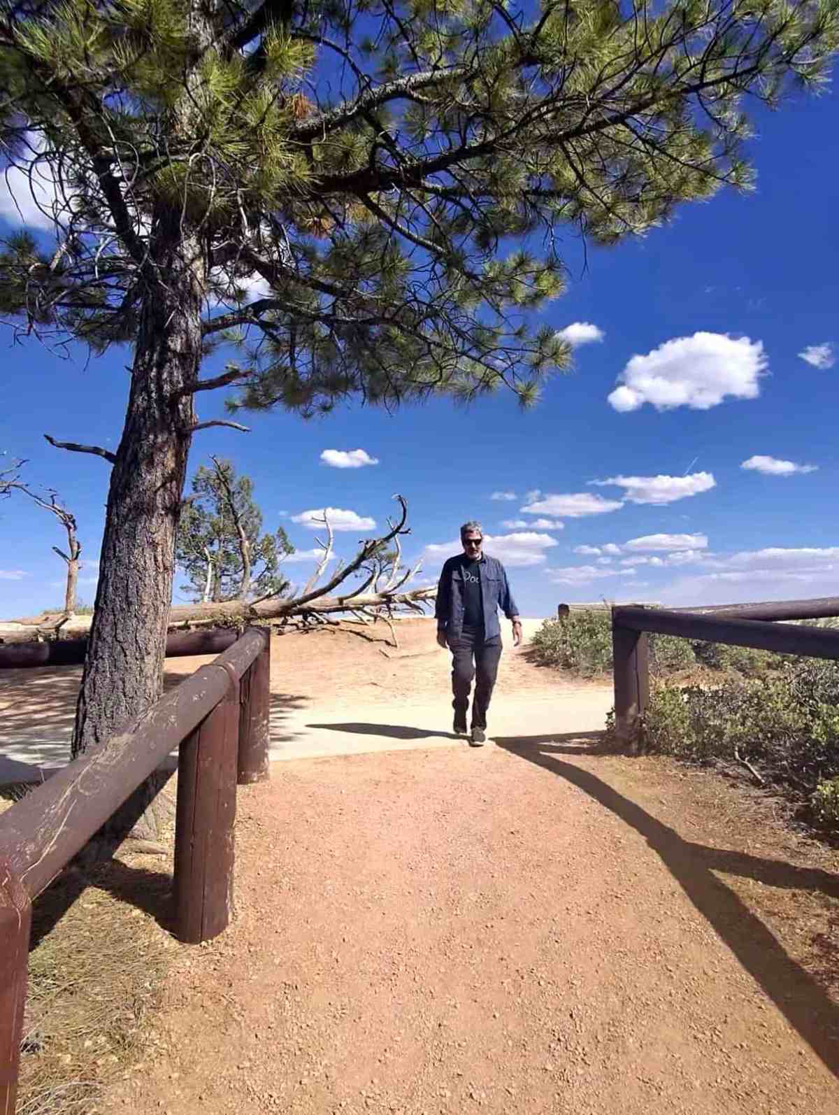 Man walking on a trail under a large pine tree on a sunny day in nature.