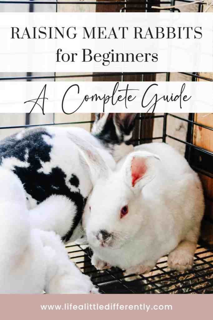 Cost Per Pound to Raise Rabbit Meat breed meat rabbit guide
