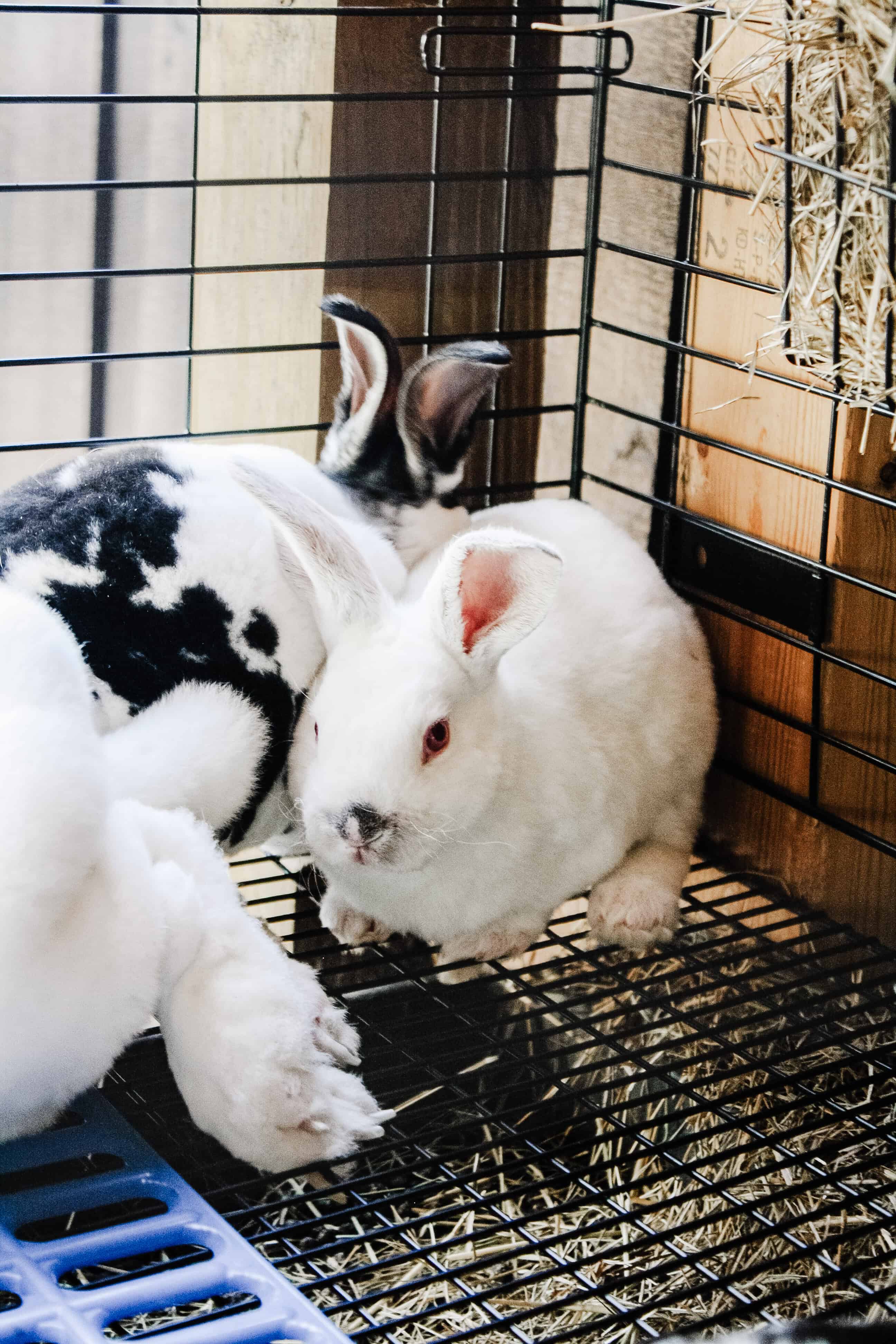 how to breed meat rabbits