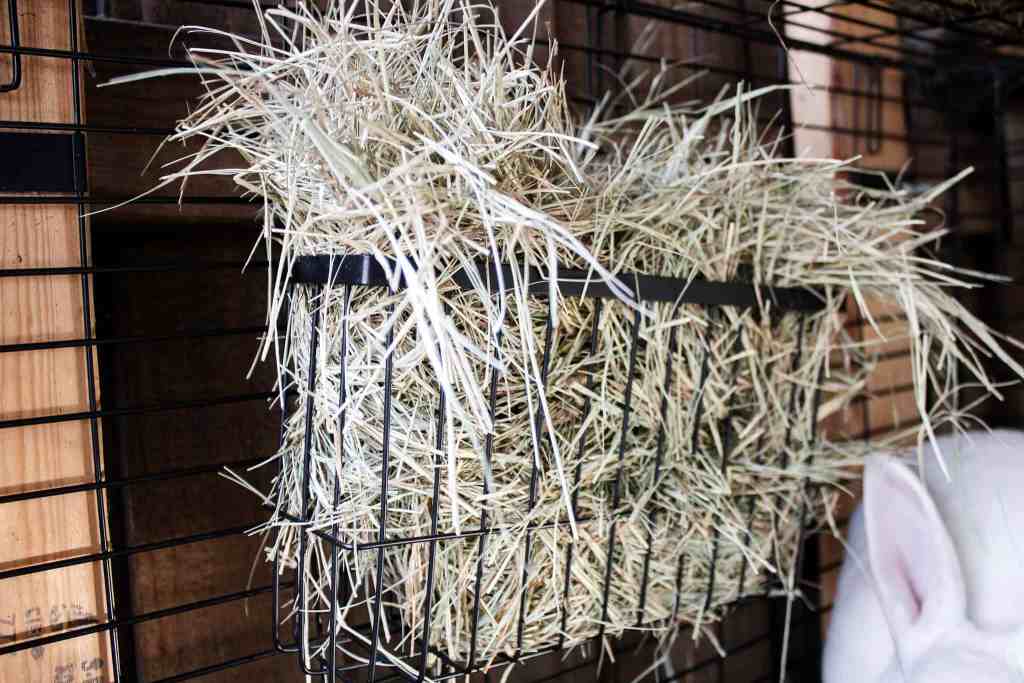 Cost Per Pound to Raise Rabbit Meat Cost Per Pound to Raise Rabbit Meat
