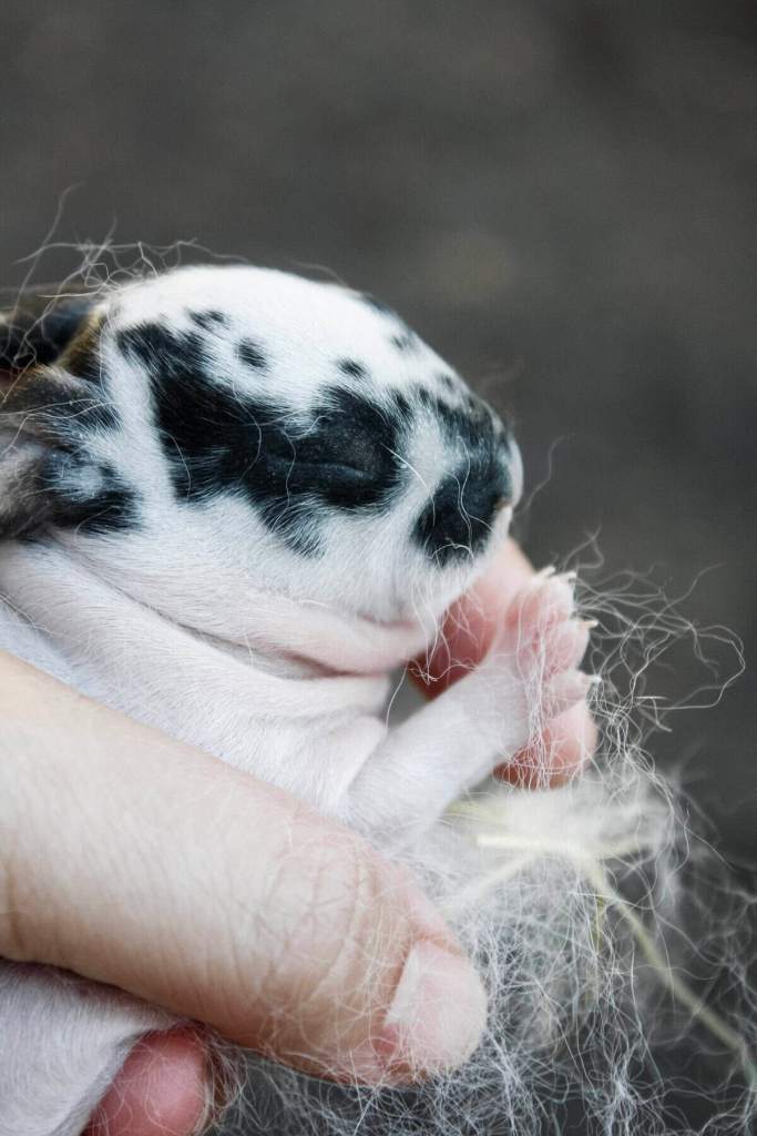 Cost Per Pound to Raise Rabbit Meat Cost Per Pound to Raise Rabbit Meat