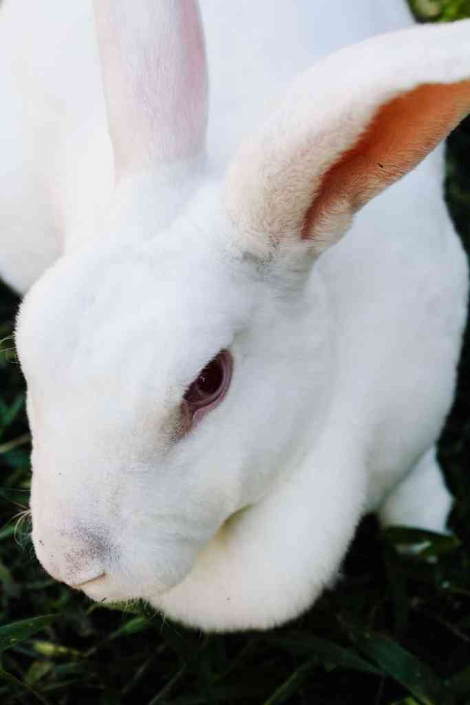 Cost Per Pound to Raise Rabbit Meat cost of meat rabbit Cost Per Pound to Raise Rabbit Meat