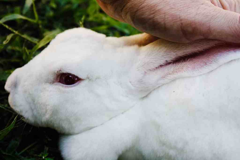 Cost Per Pound to Raise Rabbit Meat meat rabbit cost Cost Per Pound to Raise Rabbit Meat