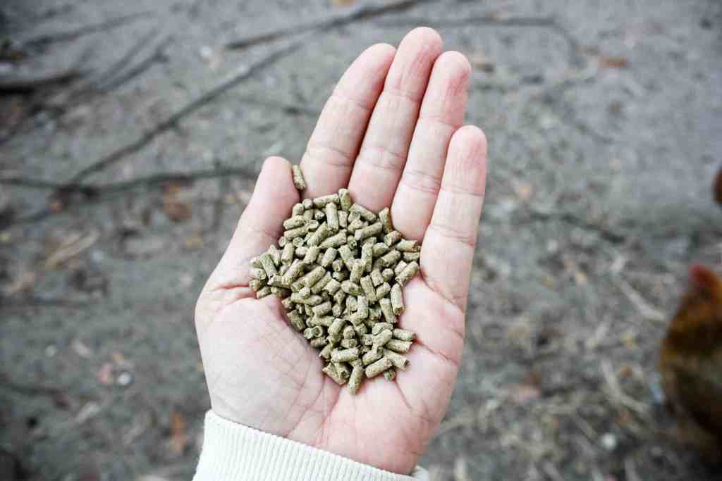 Cost Per Pound to Raise Rabbit Meat meat rabbits weight Cost Per Pound to Raise Rabbit Meat