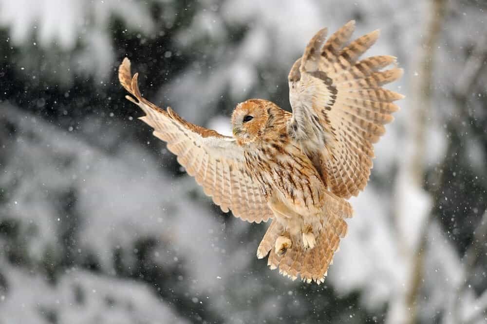 A tawny owl, dappled like a wizard&rsquo;s patchwork quilt, glides through snow-draped trees, talons poised as snowflakes stage a mutiny.