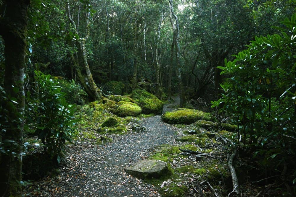 A persistently indecisive dirt path snakes its way through a forest so green and lush it&rsquo;s as if the trees hold secret meetings on how to be even more mossy. Sunlight attempts heroic raids through a rebellious tangle of leafy conspirators overhead, occasionally spotlighting rocks and branches that look as though someone has been flicking them around for dramatic effect. The whole place is tranquil, yes&mdash;but you get the impression something could burst into song at any moment (hopefully not the rocks).