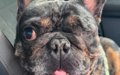 Gabriel the special needs French Bulldog