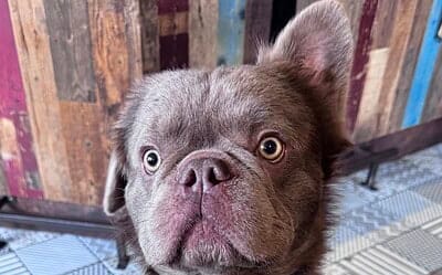 Vincent the Fluffy Frenchie