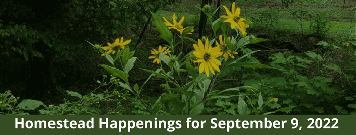 Episode 617 – Homestead Happenings for September 9, 2022