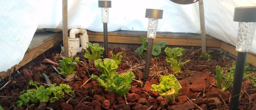 Episode 134: Early Spring Plant Roulette