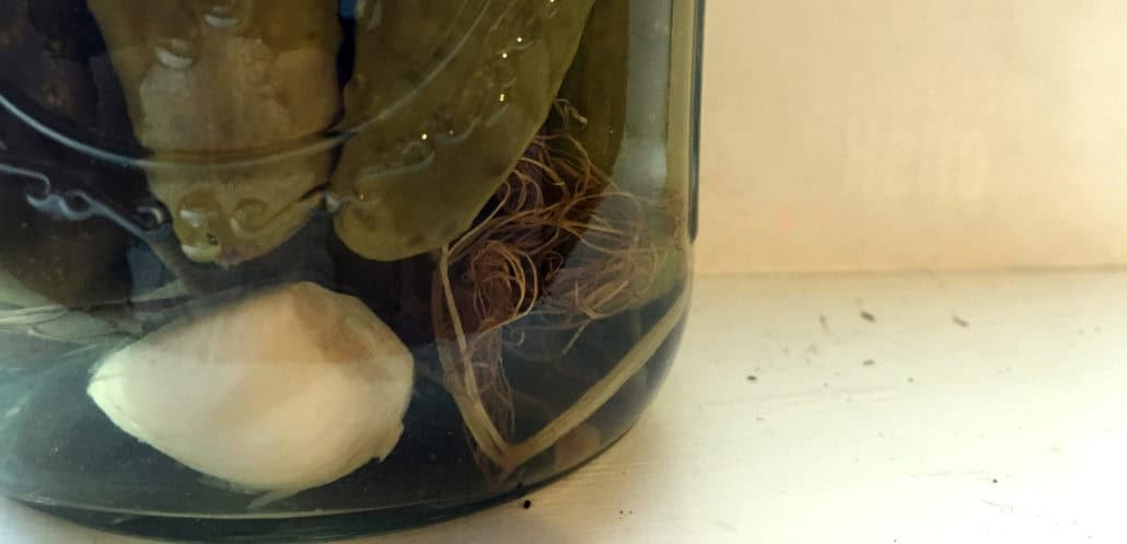 Episode 25: Canning in 8 Projects: 1 – Pickles
