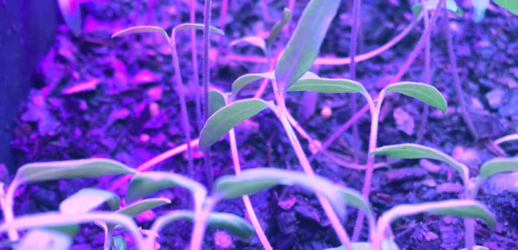 Episode 26: Starting Seedlings for the Newbee