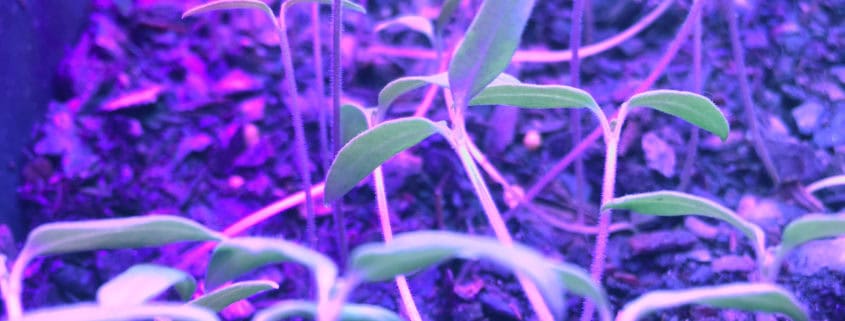 Episode 411 – Replay How to Start Seedlings