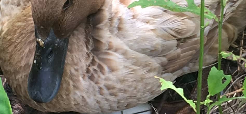 Episode 40: Going off Grid, Baby Chicks and Ducks, and the Importance of First Aid Preparedness