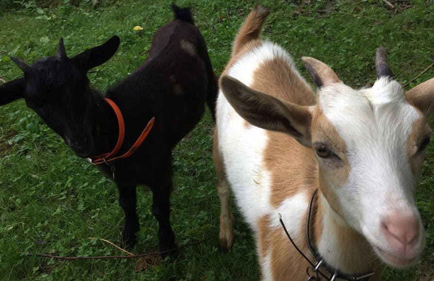 Episode 68: Goats for Weed Control on the Homestead