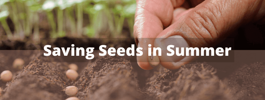 Episode 459: Saving Seeds in Summer
