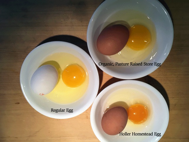 Episode 36: Using and Storing an Abundance of Eggs