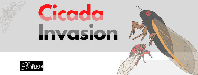 Episode 429 – Cicada Invasion