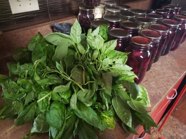 Episode 445 – Canning Beets