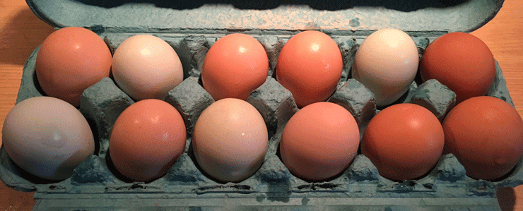 Episode 333: Getting and Raising Baby Chicks