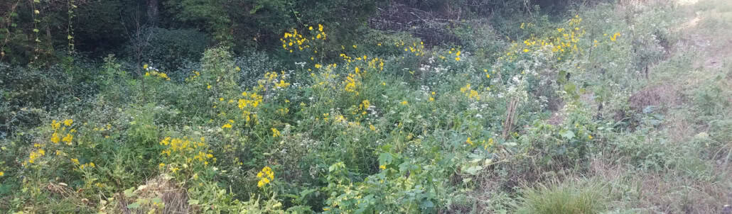 Episode 298: Getting Started in Wild Foraging