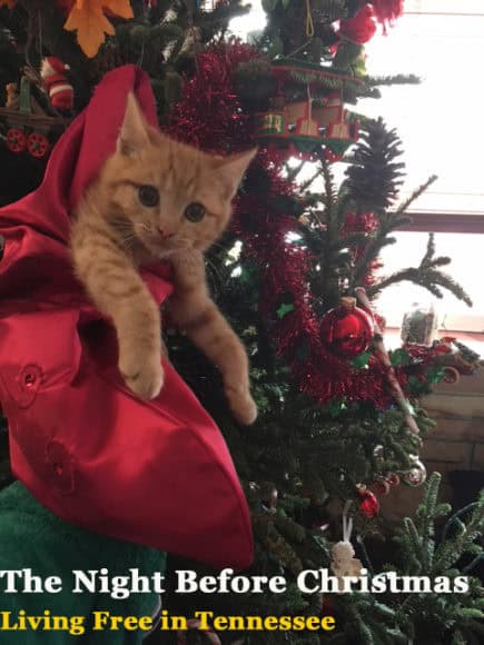 Musical Night Before Christmas – Ep 835