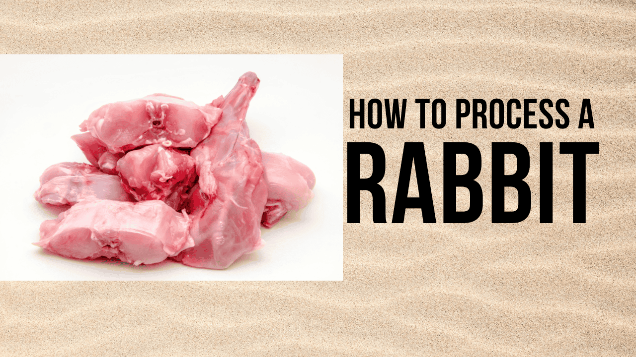 Rabbit Processing Demo and Open House at The Holler Homestead – June 29 Cover Image
