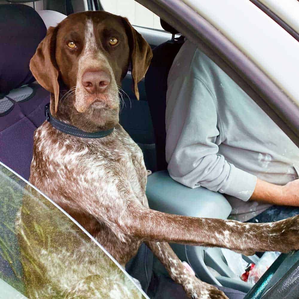 Locki In Car