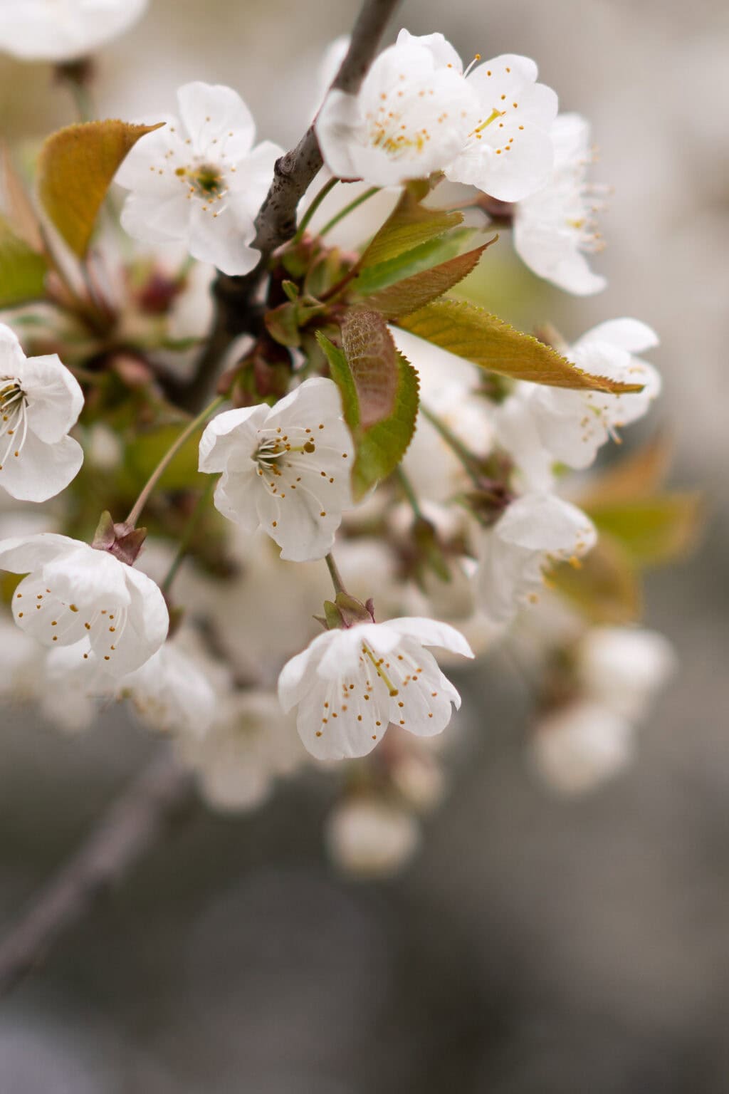 Delicate white cherry blossoms with delicate yellow stamens, captured in soft light by a London brand photographer.