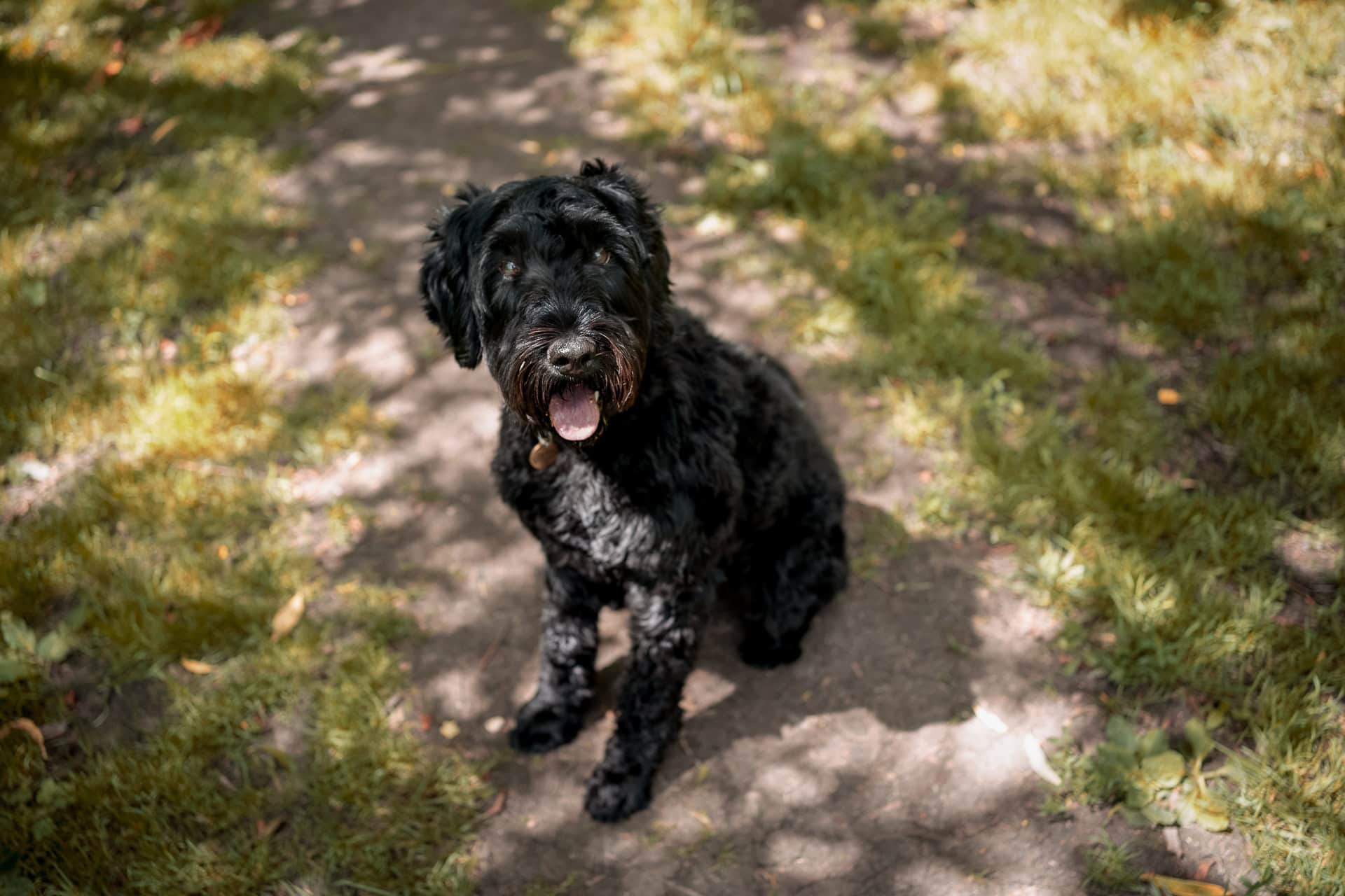 Andrew Willson, a black dog, sits on a path, panting happily in the dappled sunlight.