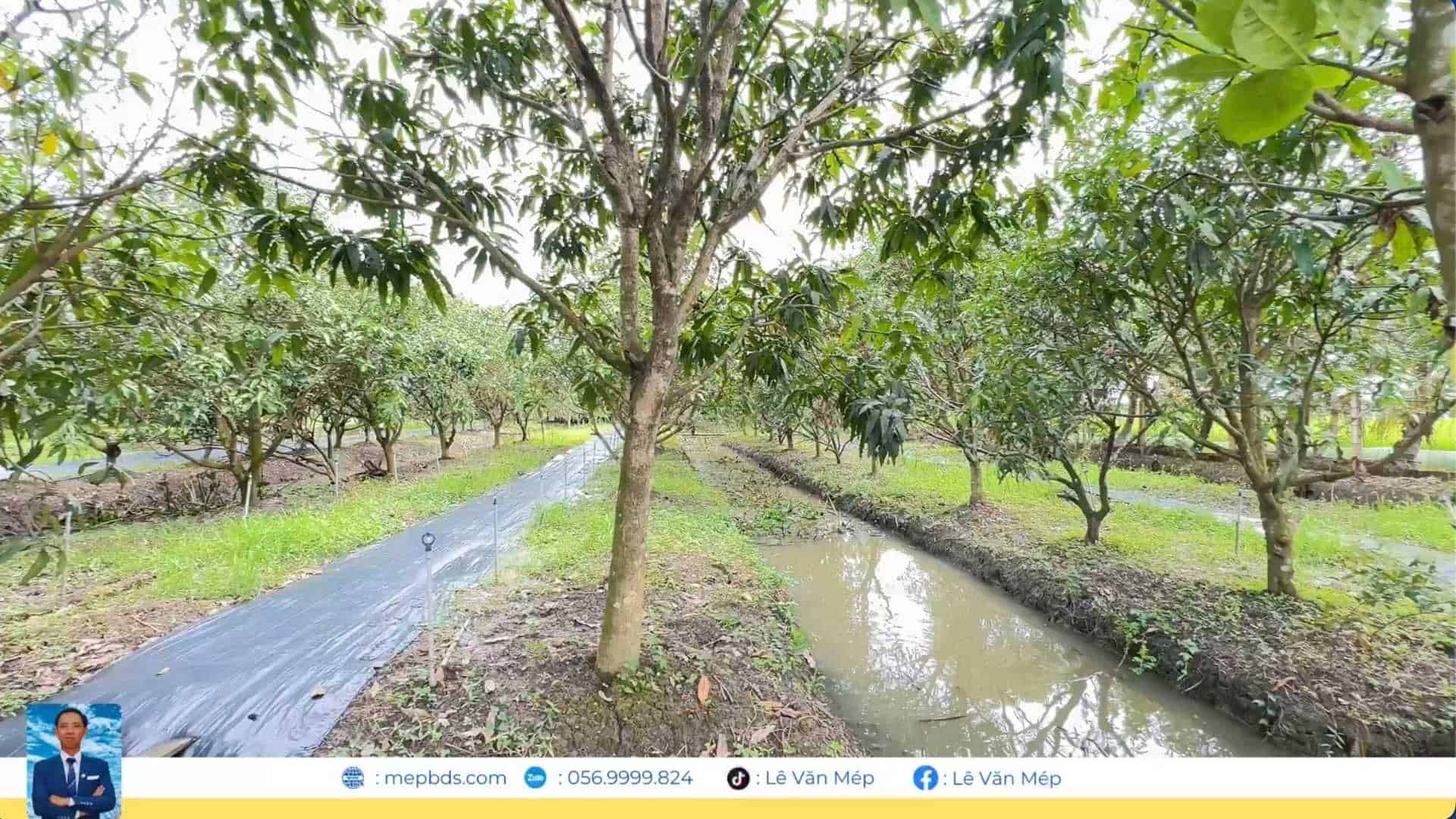 Đất vườn rộng 3,6 công, phù hợp trồng cây, làm trang trại nhỏ, gần sông, thoáng mát.