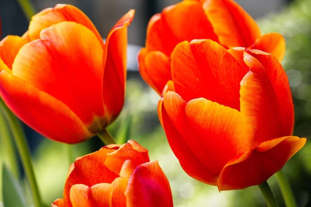 Fresh flowers representing air flow and freshness in the home