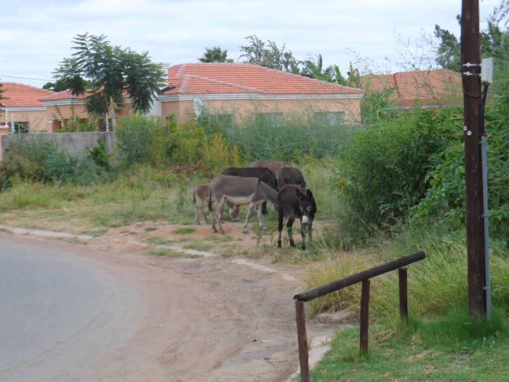 Donkeys and birds - lige udenfor min dør