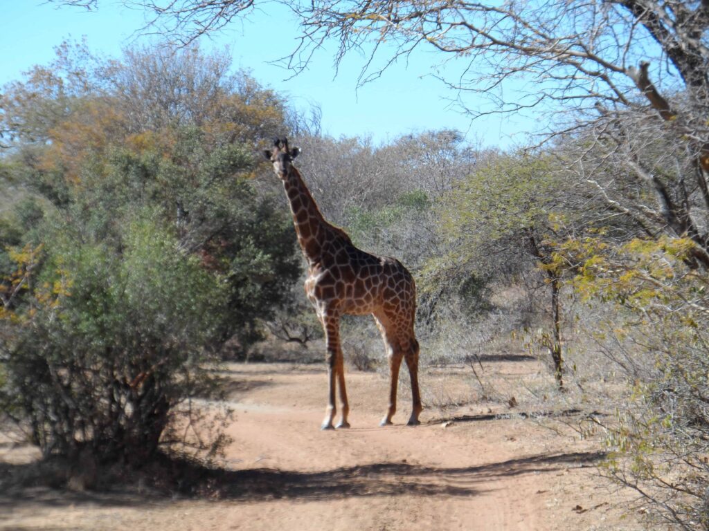 Vi vil gerne på safari - gensyn med Afrika