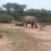 rhino tracking i mokolodi
