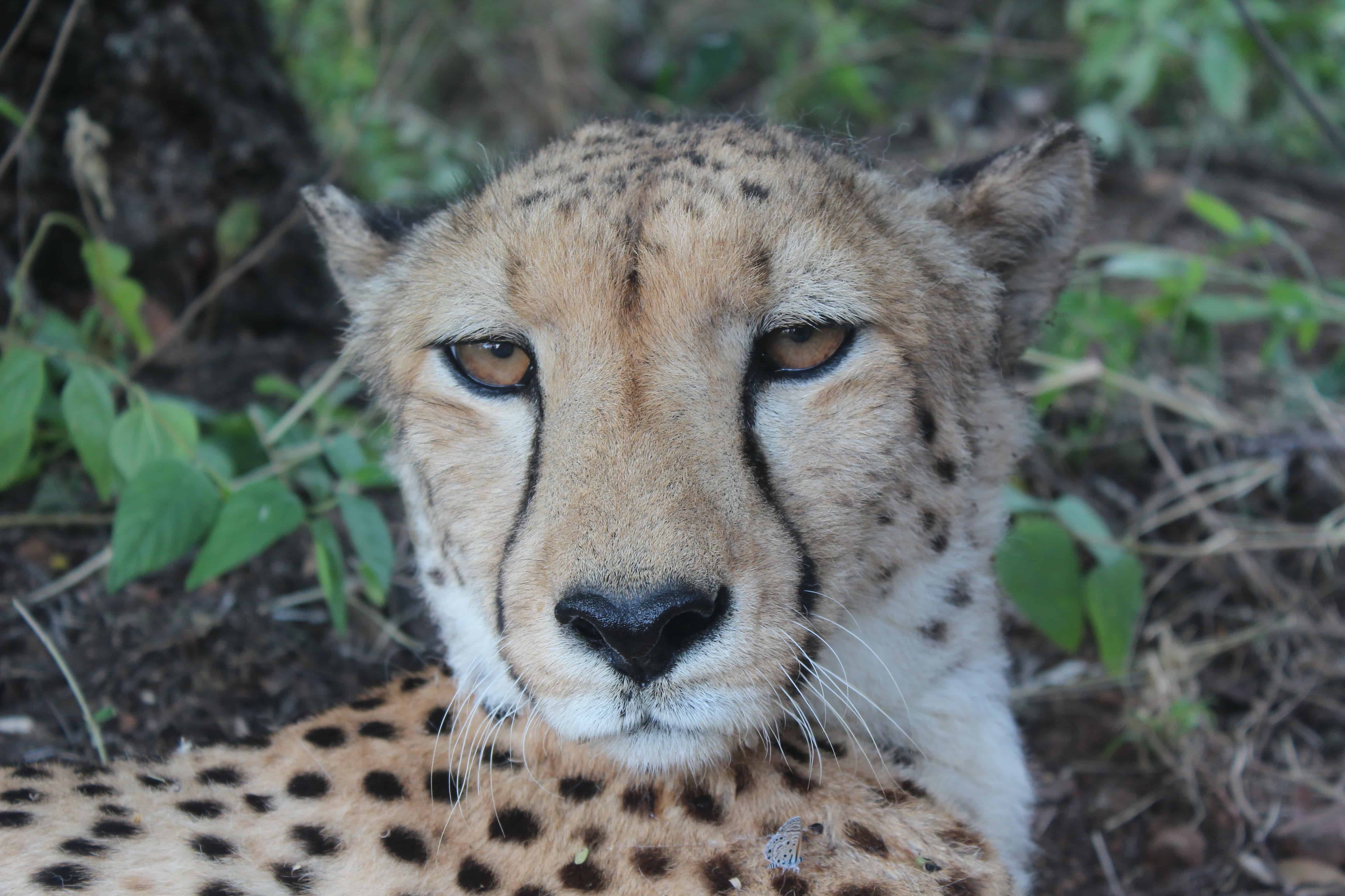 Botswana - Mødet med de vilde dyr...