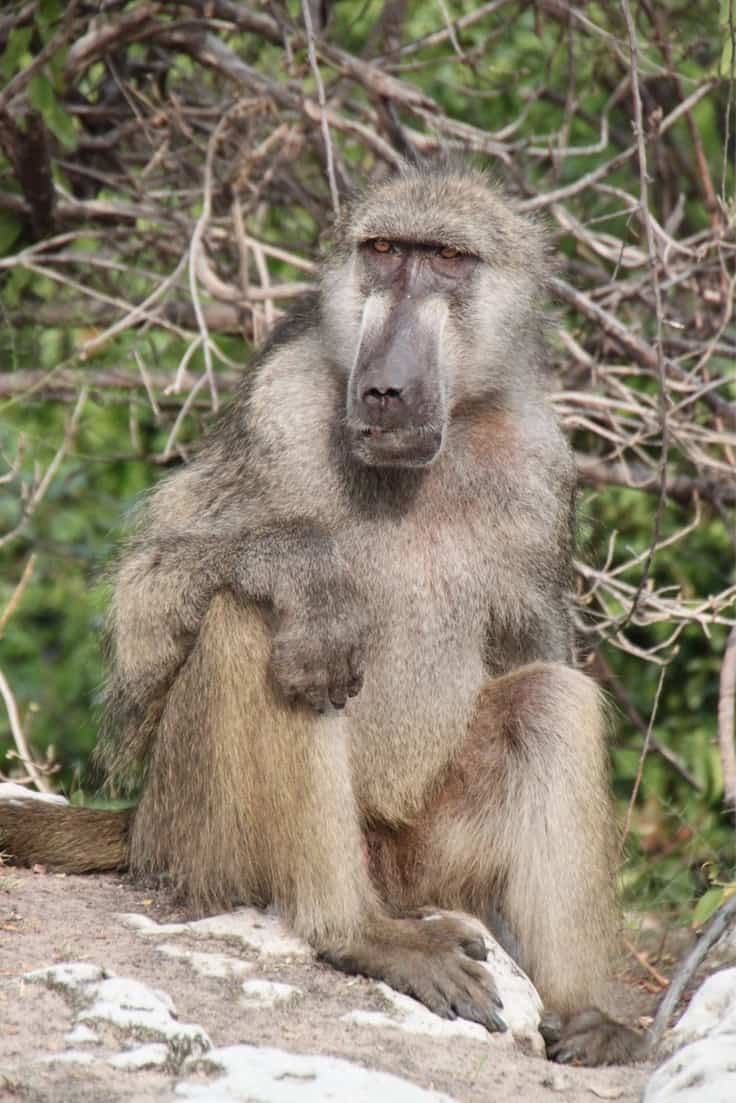 Botswana - Mødet med de vilde dyr...