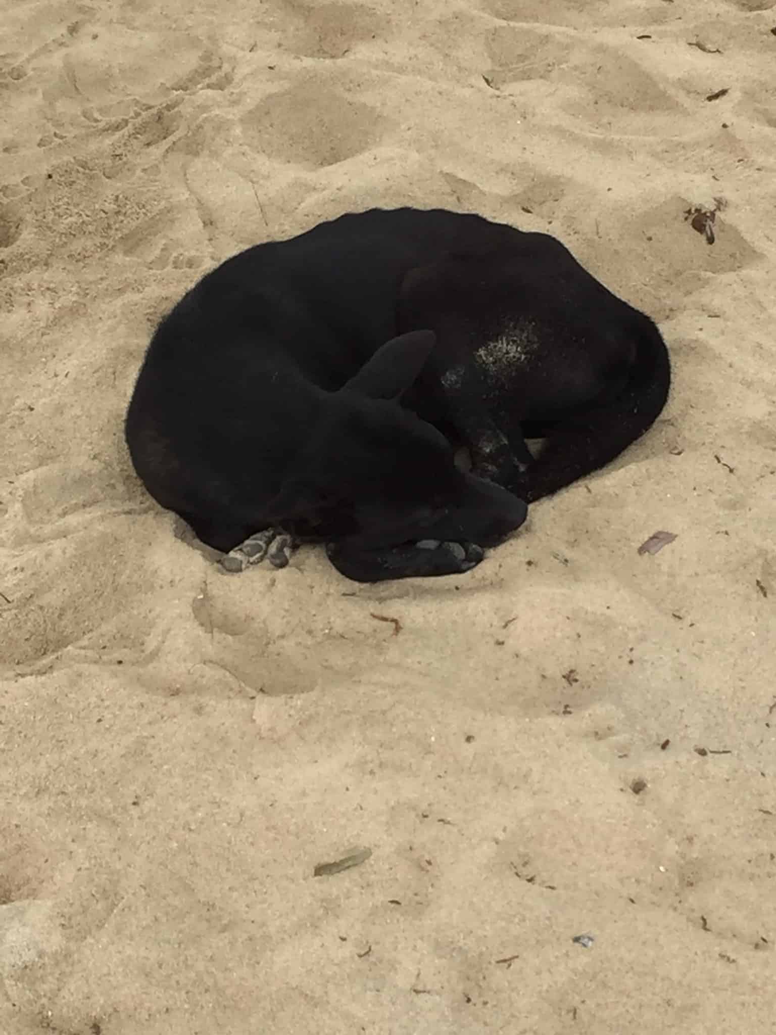 Den første lange travetur ved Hoi An Beach...