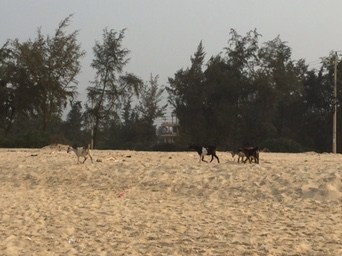 Vi nåede en hurtig gåtur på stranden inden middagen