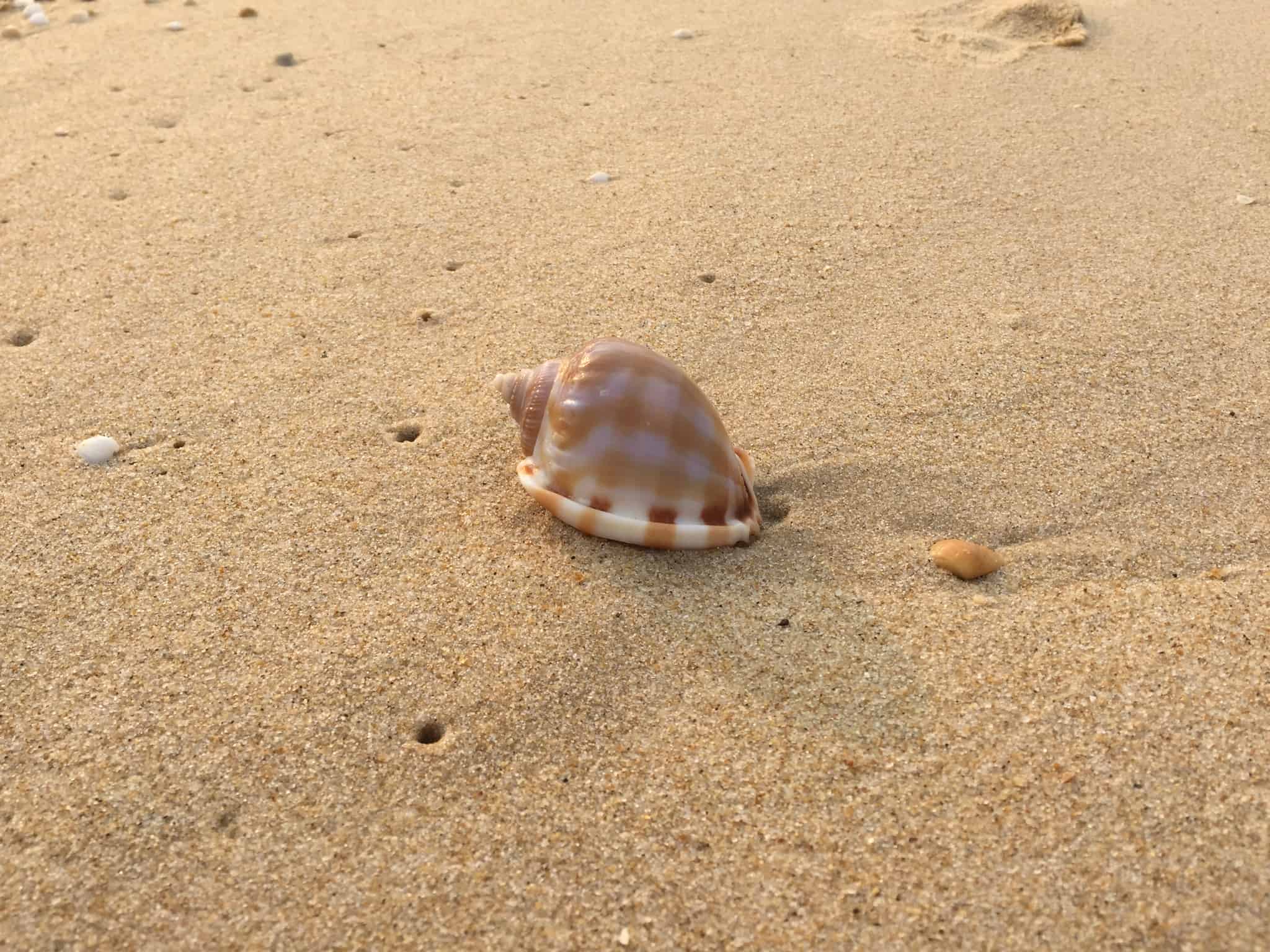 Vi nåede en hurtig gåtur på stranden inden middagen