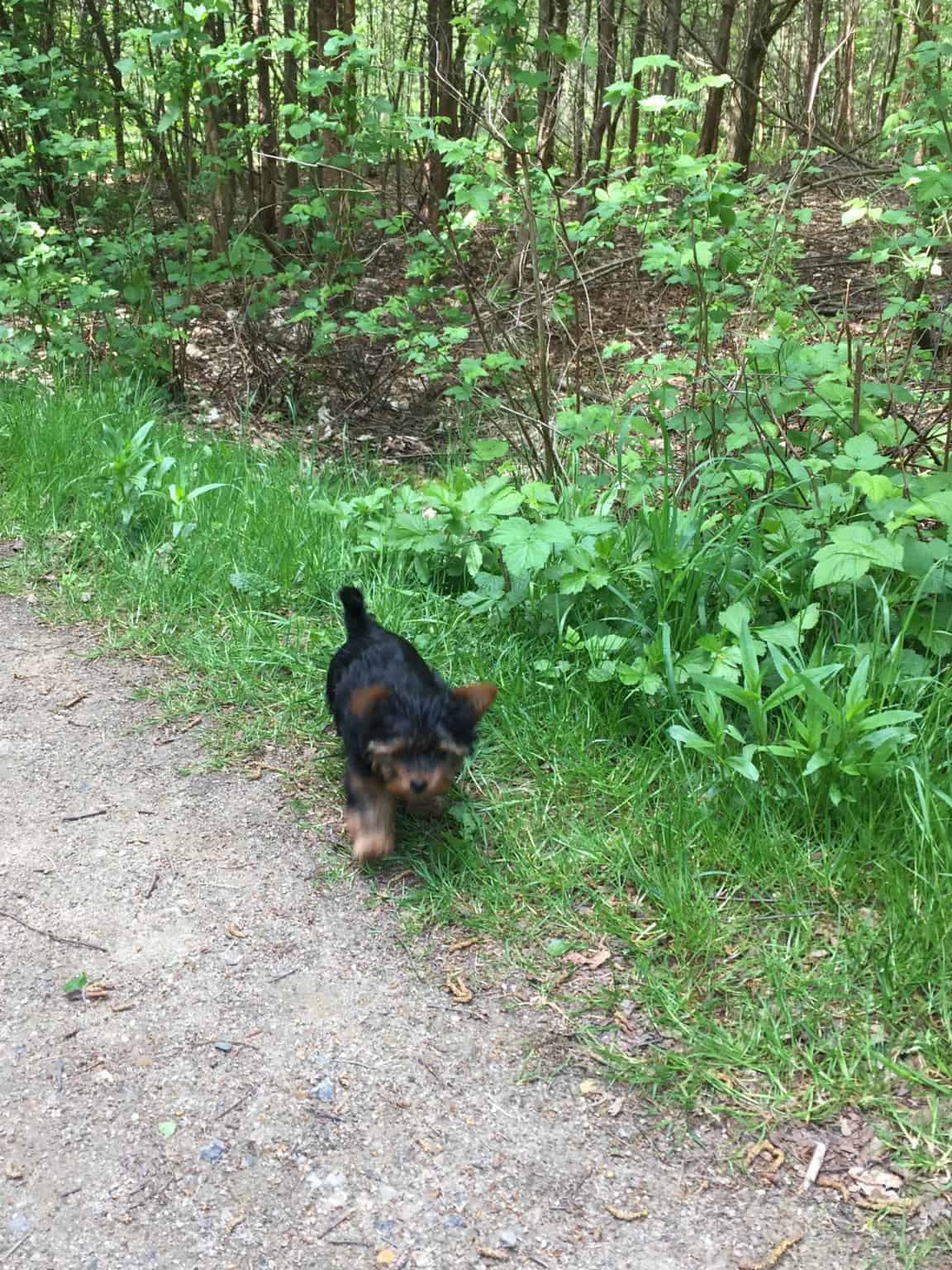 Skibshunden Bobo vokser og bliver så fræk:-)