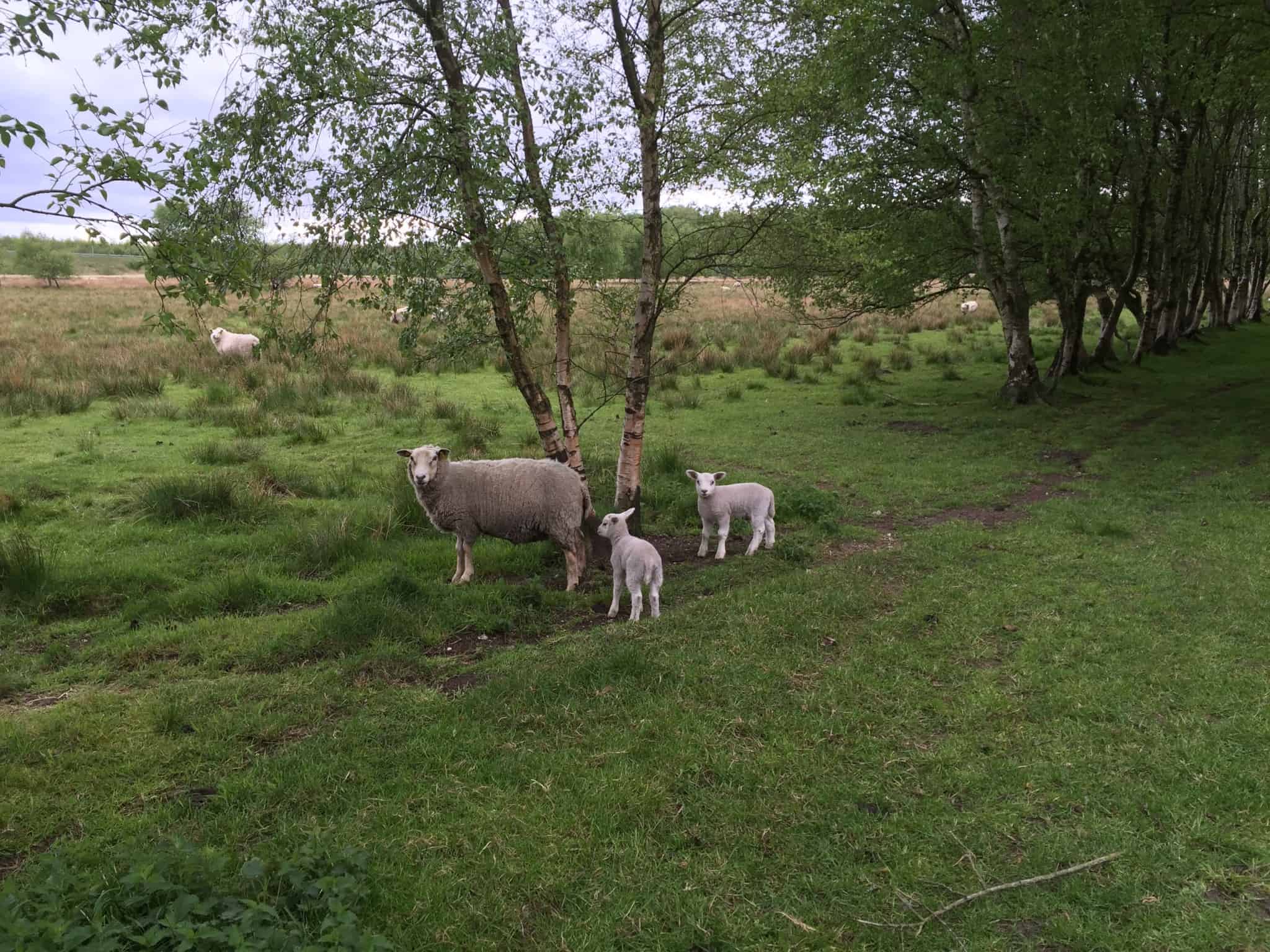 Skibshunden Bobo vokser og bliver så fræk:-)