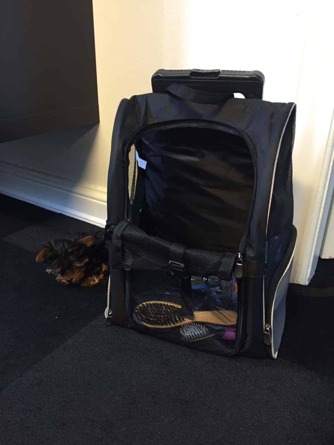 Skibshunden Bobo vokser og bliver så fræk:-)