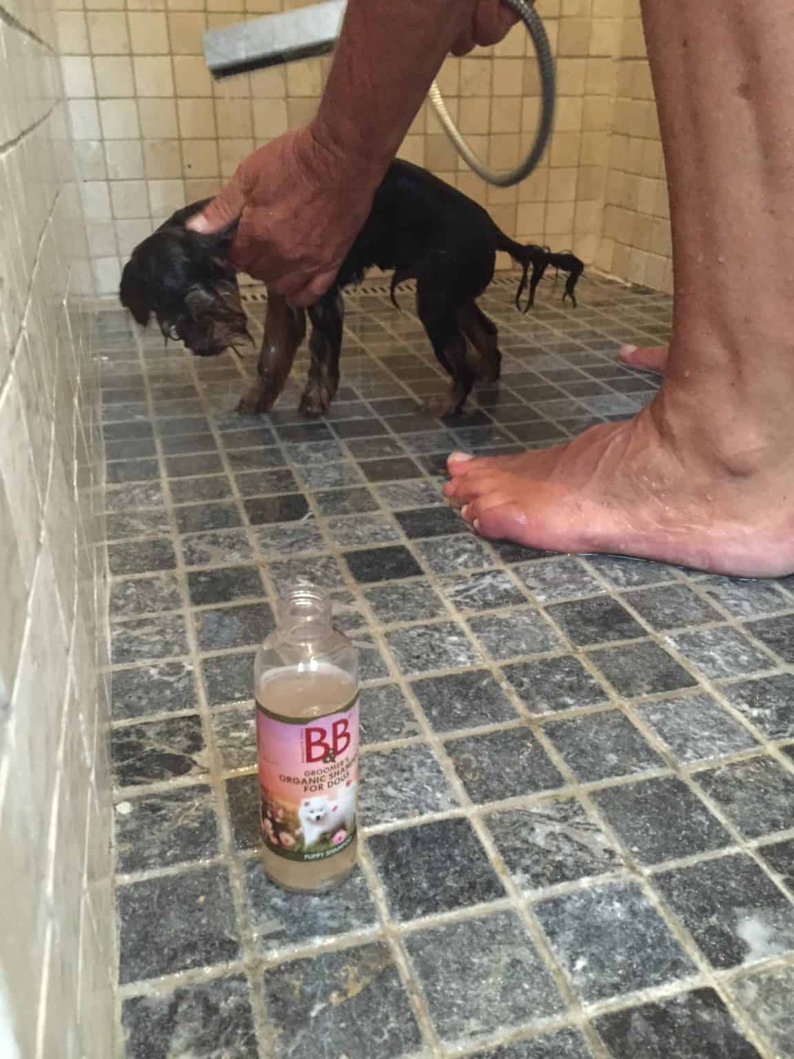 Se vores "vandhund" efter en gåtur i parken