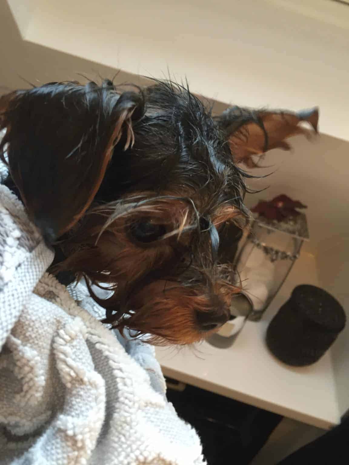 Se vores "vandhund" efter en gåtur i parken