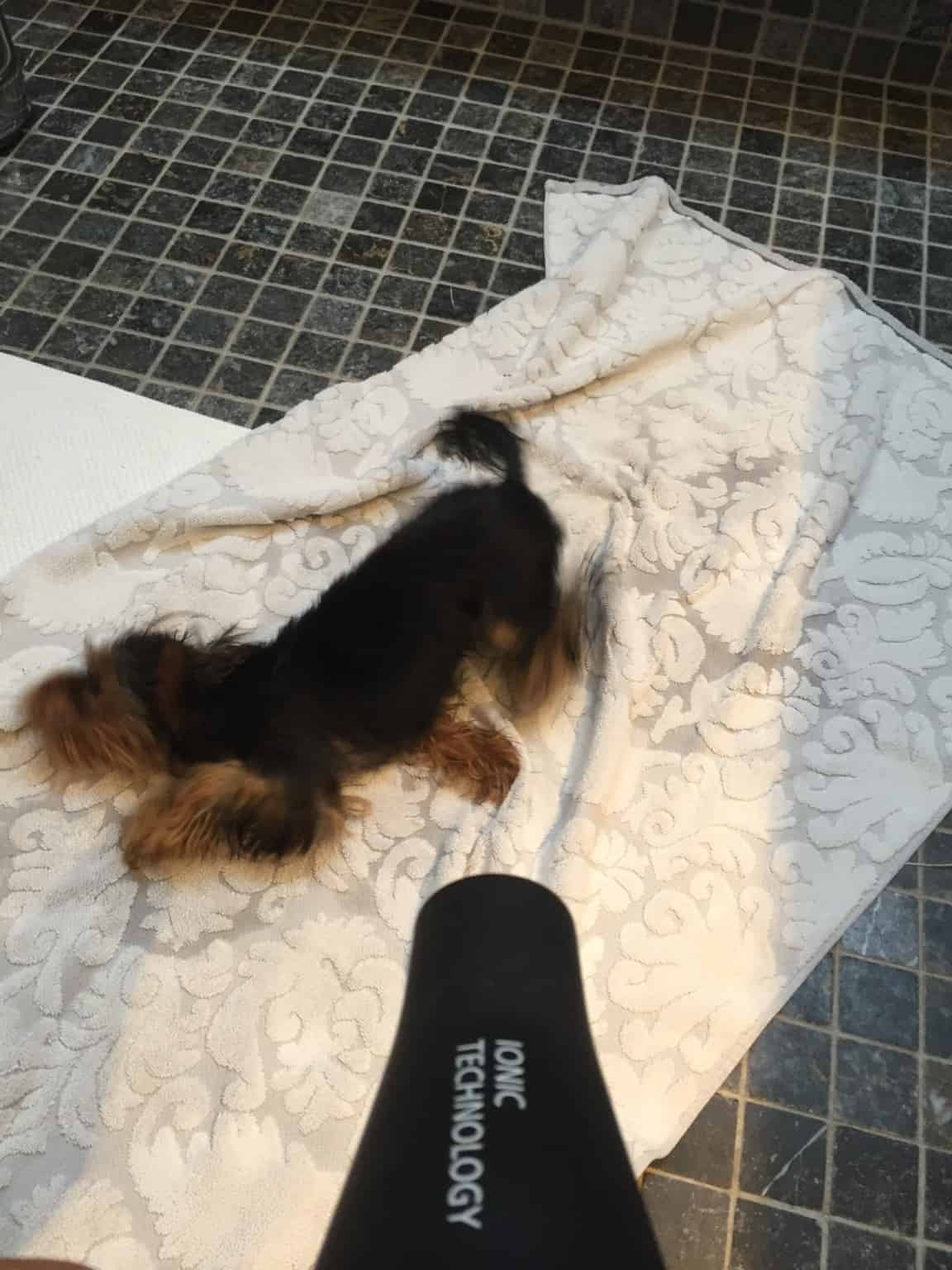 Se vores "vandhund" efter en gåtur i parken
