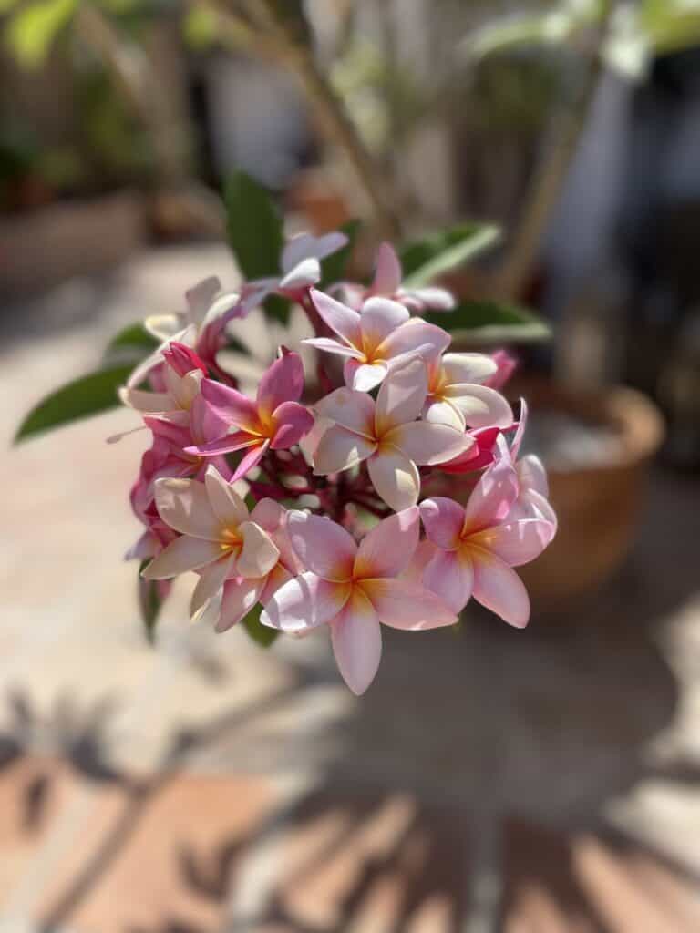 voksblomsten