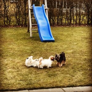Skibshundens dagbog - 22.